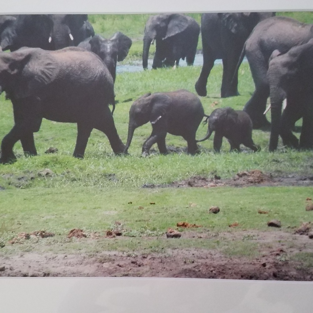 Safari photo baby elephant walk